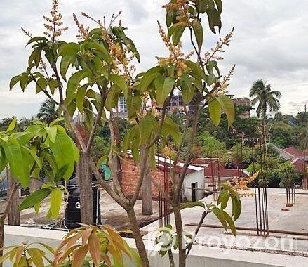 মালেশিয়ান বারোমাসি আমগাছ বিক্রি করা হবে