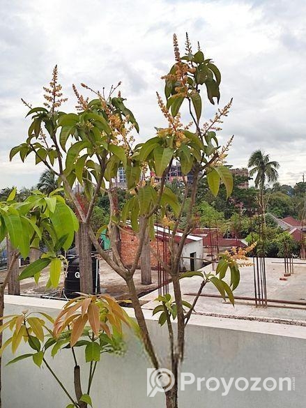 মালেশিয়ান বারোমাসি আমগাছ বিক্রি করা হবে