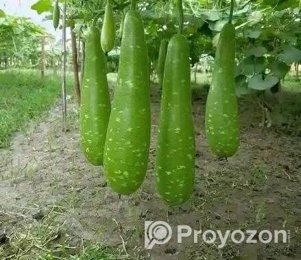 হাজারী লাউয়ের বীজ
