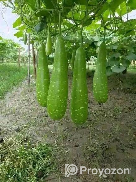 হাজারী লাউয়ের বীজ