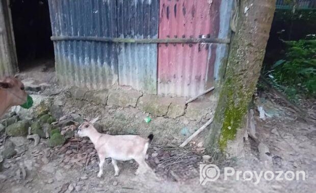 দেশি ছাগল