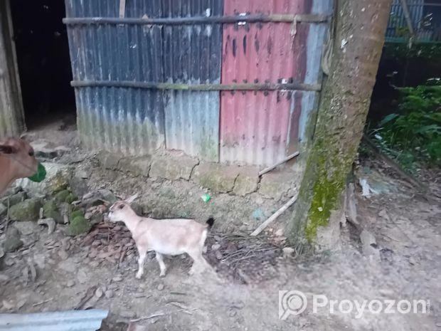 দেশি ছাগল