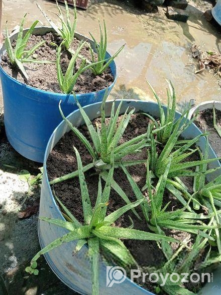 Aloe vera plant