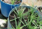 Aloe vera plant