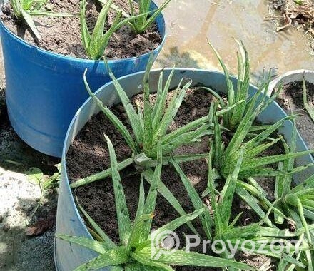 Aloe vera plant