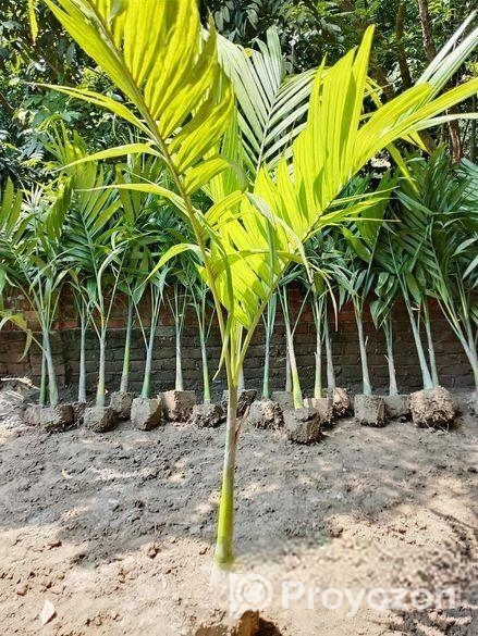 শুপারি গাছ