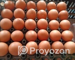 fitted-53_2025-08-31_10-31-03