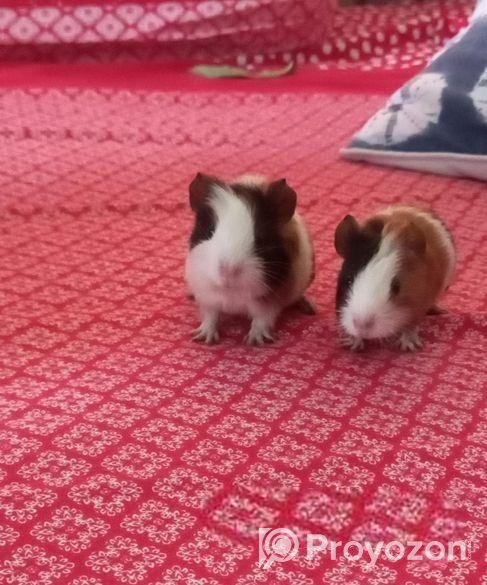 গিনিপিগ বিক্রি হবে মা বাবাসহ বাচ্চা