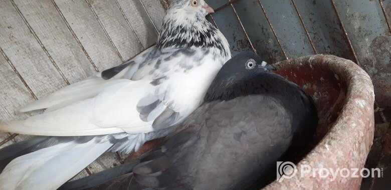 কবুতর বিক্রি হবে