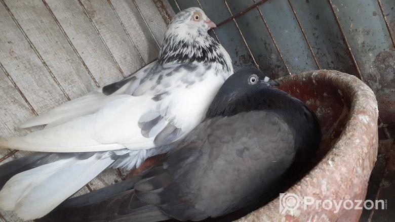 কবুতর বিক্রি হবে