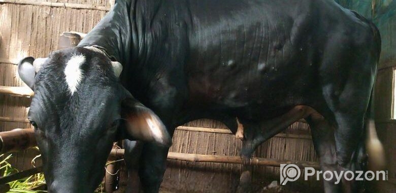 ষাঁড় গরু