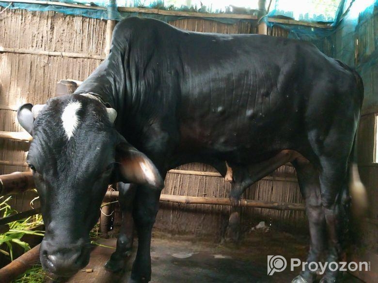 ষাঁড় গরু