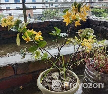 ফুলের গাছ বিক্রি
