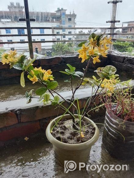 ফুলের গাছ বিক্রি