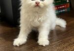Traditional Persian Cats