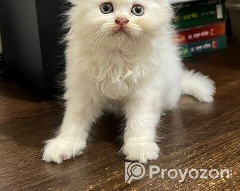 Traditional Persian Cats