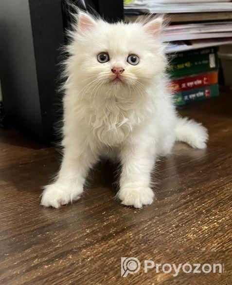 Traditional Persian Cats