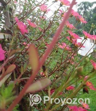 ঘরকে করুন সবুজে ভরপুর – ৫টি গাছের কম্বো