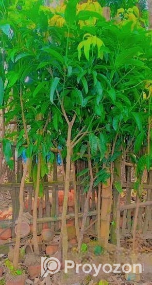 আম গাছের মাতৃ কলম চারা