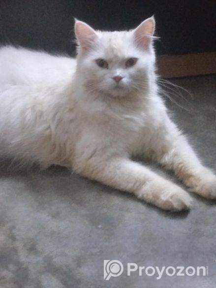 প্রেগনেন্ট বিড়াল বিক্রয় হবে