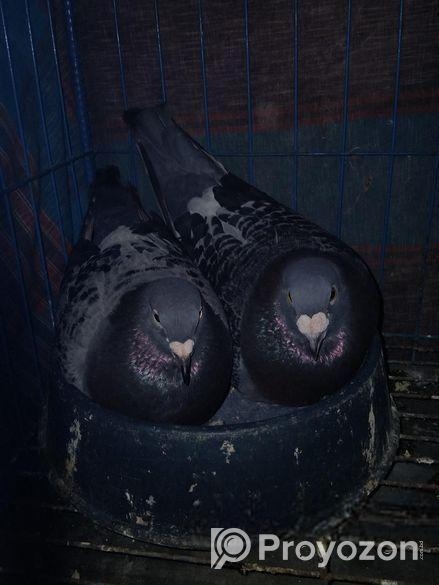 রেইসার মাস্টার ব্রিডিং পেয়ার ডিম সহ ইমারজেন্সি