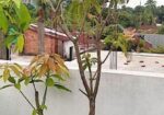 মালেশিয়ান বারোমাসি আমগাছ বিক্রি করা হবে