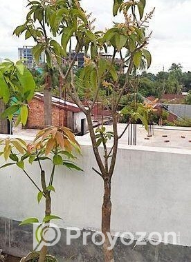 মালেশিয়ান বারোমাসি আমগাছ বিক্রি করা হবে