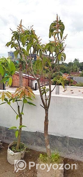 মালেশিয়ান বারোমাসি আমগাছ বিক্রি করা হবে