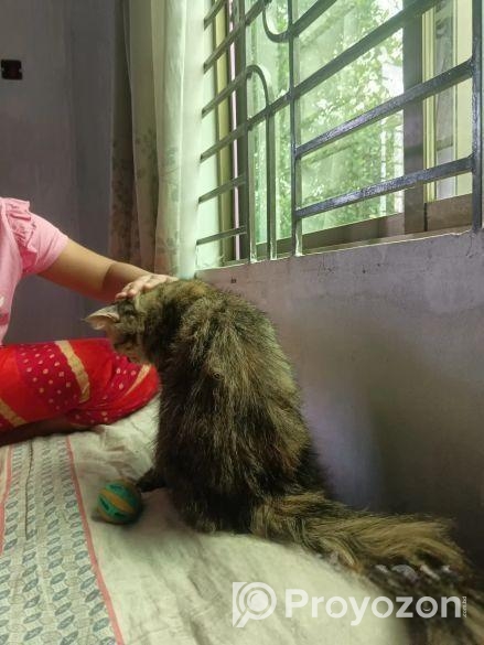 পার্শিয়ান বিড়াল