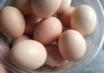 বাফ কোচিন মুরগীর ১২ পিস বীজ ডিম বিক্রি করতে চাই