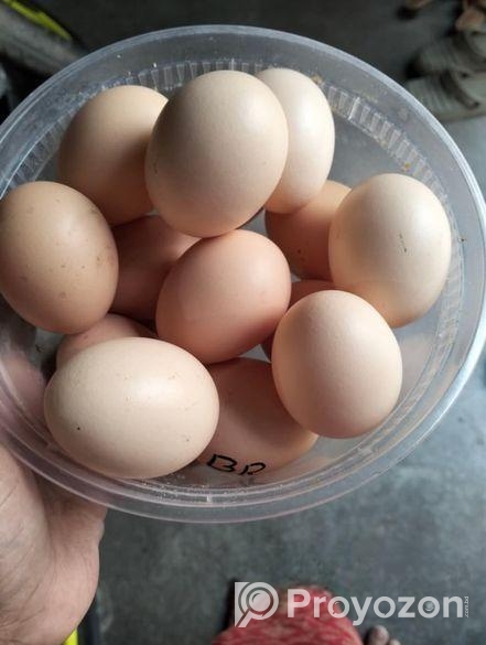 বাফ কোচিন মুরগীর ১২ পিস বীজ ডিম বিক্রি করতে চাই