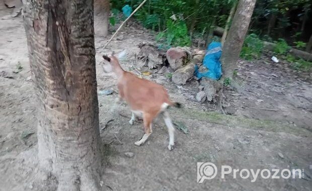 দেশি ছাগল