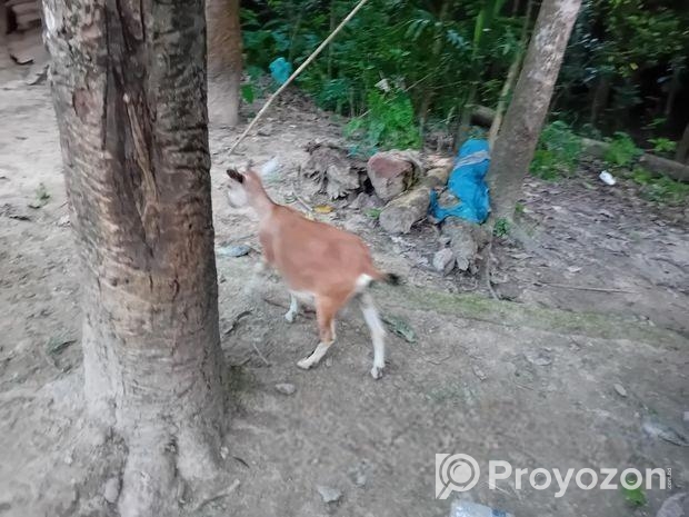 দেশি ছাগল