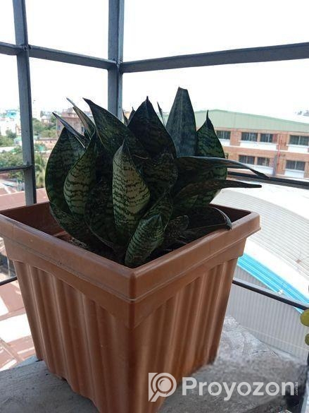 গাছ ও টপ