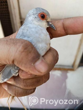 ১পিচ্চ ফিমেল ডায়মন্ড ডোভ