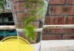 Aquarium Plants For Sale