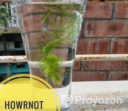 Aquarium Plants For Sale
