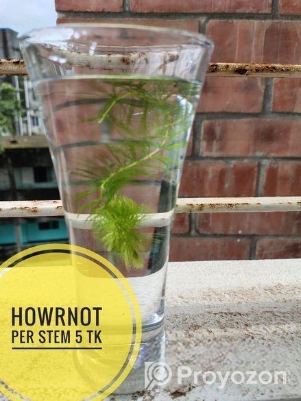 Aquarium Plants For Sale