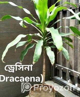 Indoor Plant