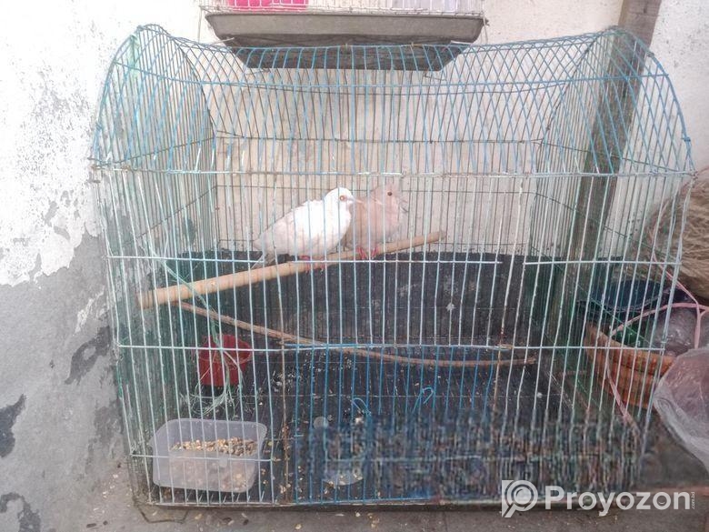 ঘুঘু পাখি