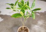 ফুলের গাছ বিক্রি