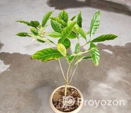 ফুলের গাছ বিক্রি