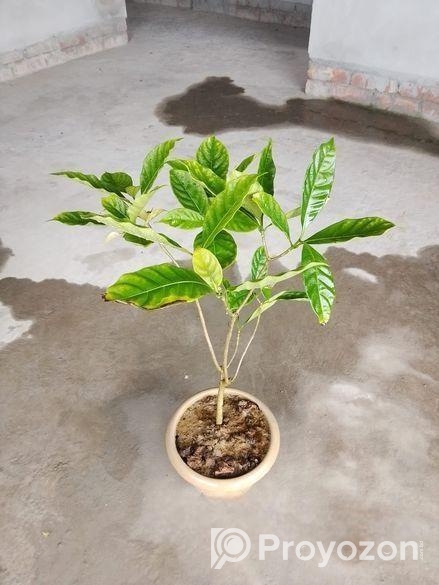 ফুলের গাছ বিক্রি