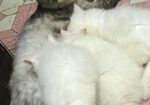 Traditional Persian Cats