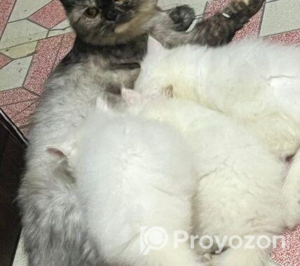 Traditional Persian Cats