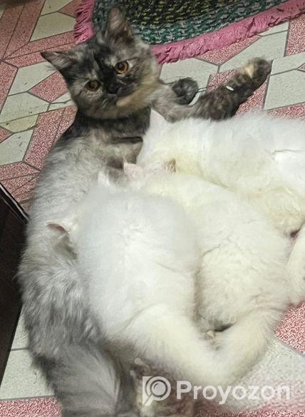 Traditional Persian Cats