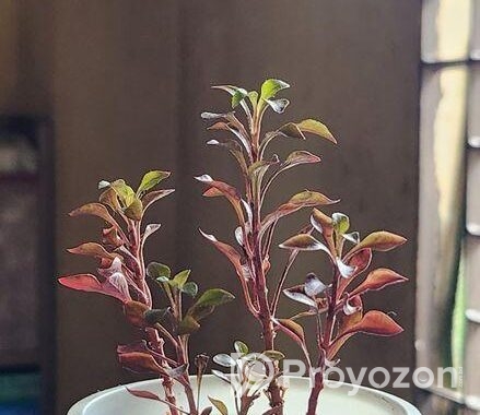 রেড কার্পেট, পর্তুলিকা