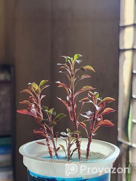 রেড কার্পেট, পর্তুলিকা