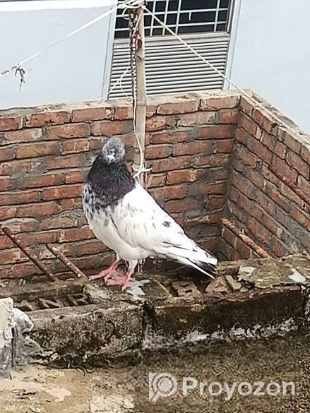 Pure Male Persian Cat