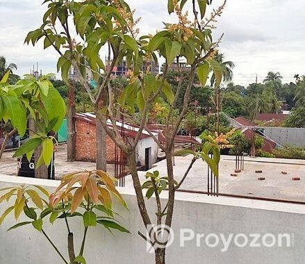 মালেশিয়ান বারোমাসি আমগাছ বিক্রি করা হবে